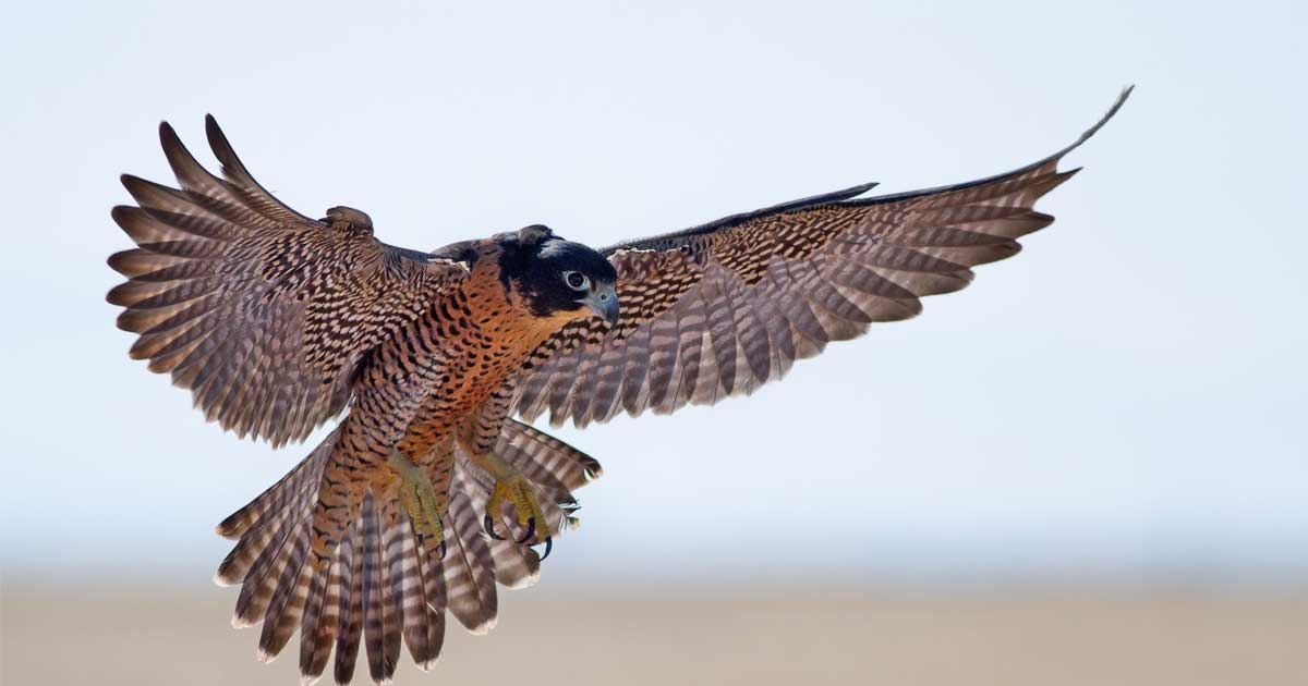 Perignon Hawk Hawk solves mall's pigeon problem | ICSC