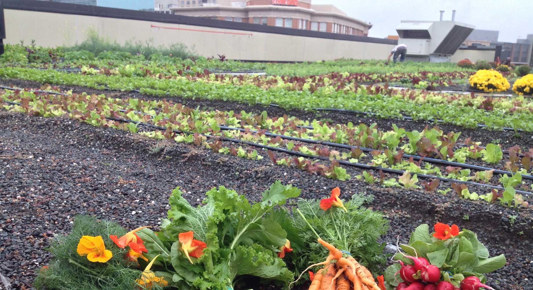 Rooftop farming