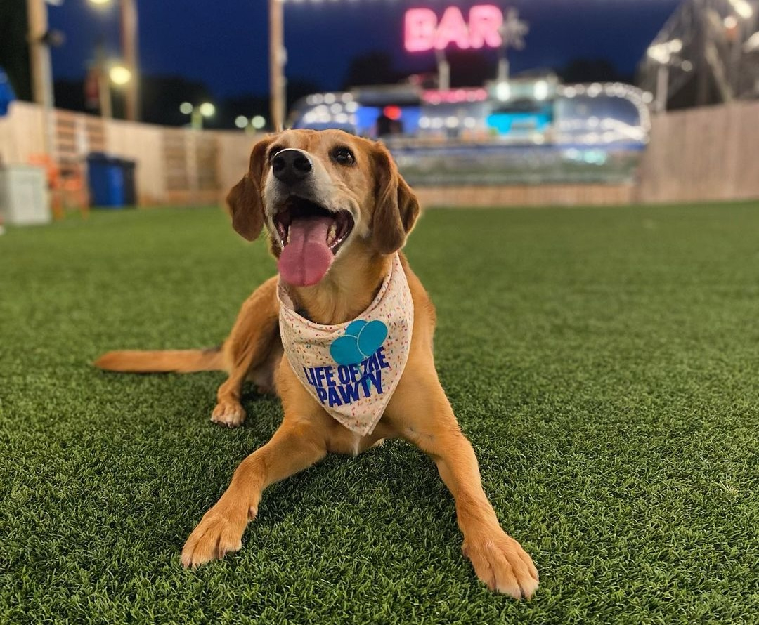 A membership to Fetch Park’s social space for dogs doesn’t mandate a game of fetch. This member relaxes at Fetch’s location a