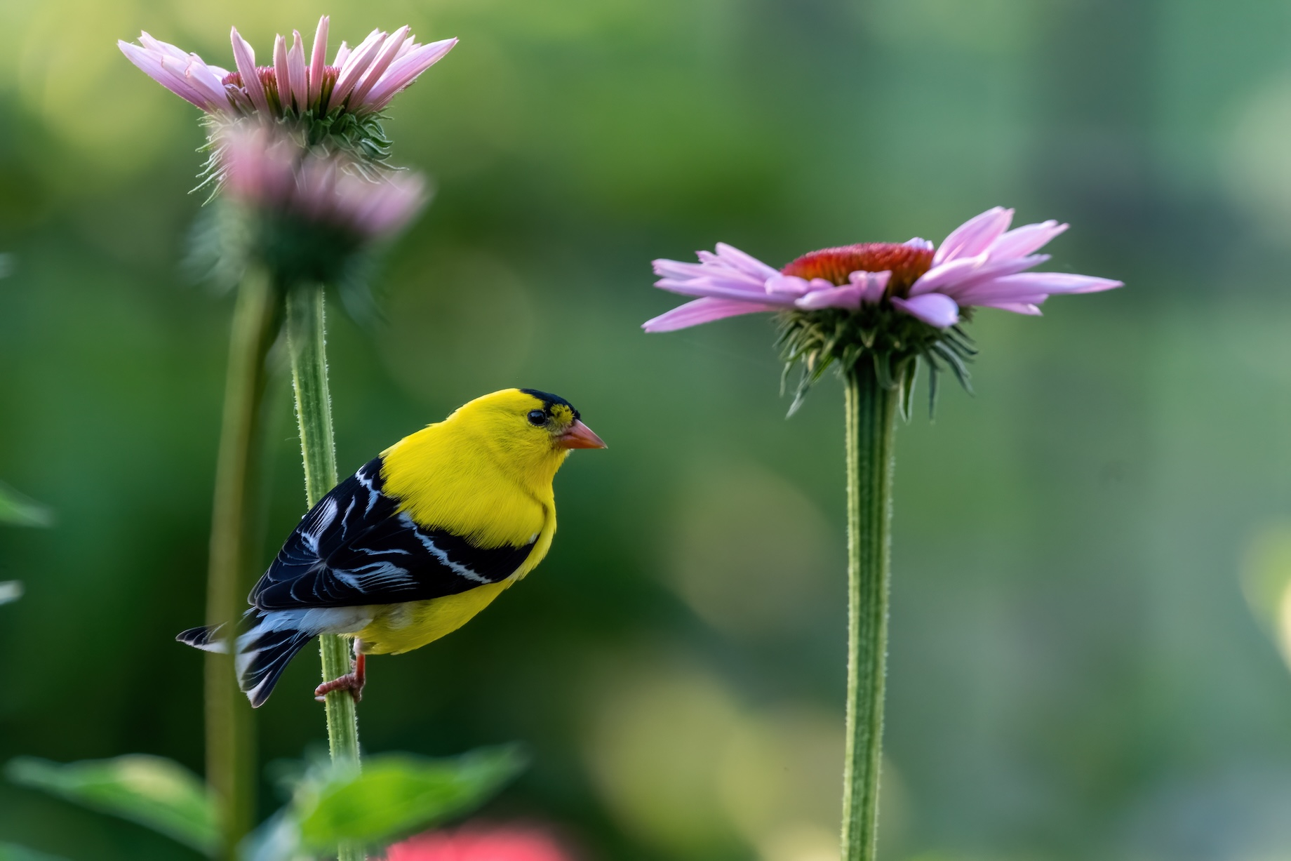 A seed-eating goldfinch hangs out on an echinacea purple coneflower.