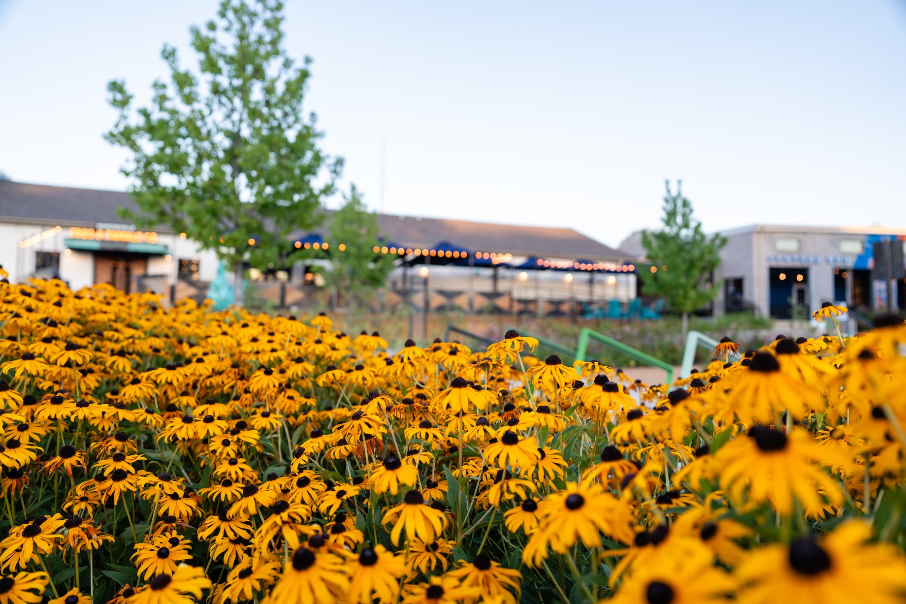 Black-eyed Susans help keep the mixed-use South Yard in South Fayetteville, Arkansas, connected to the region’s historical la