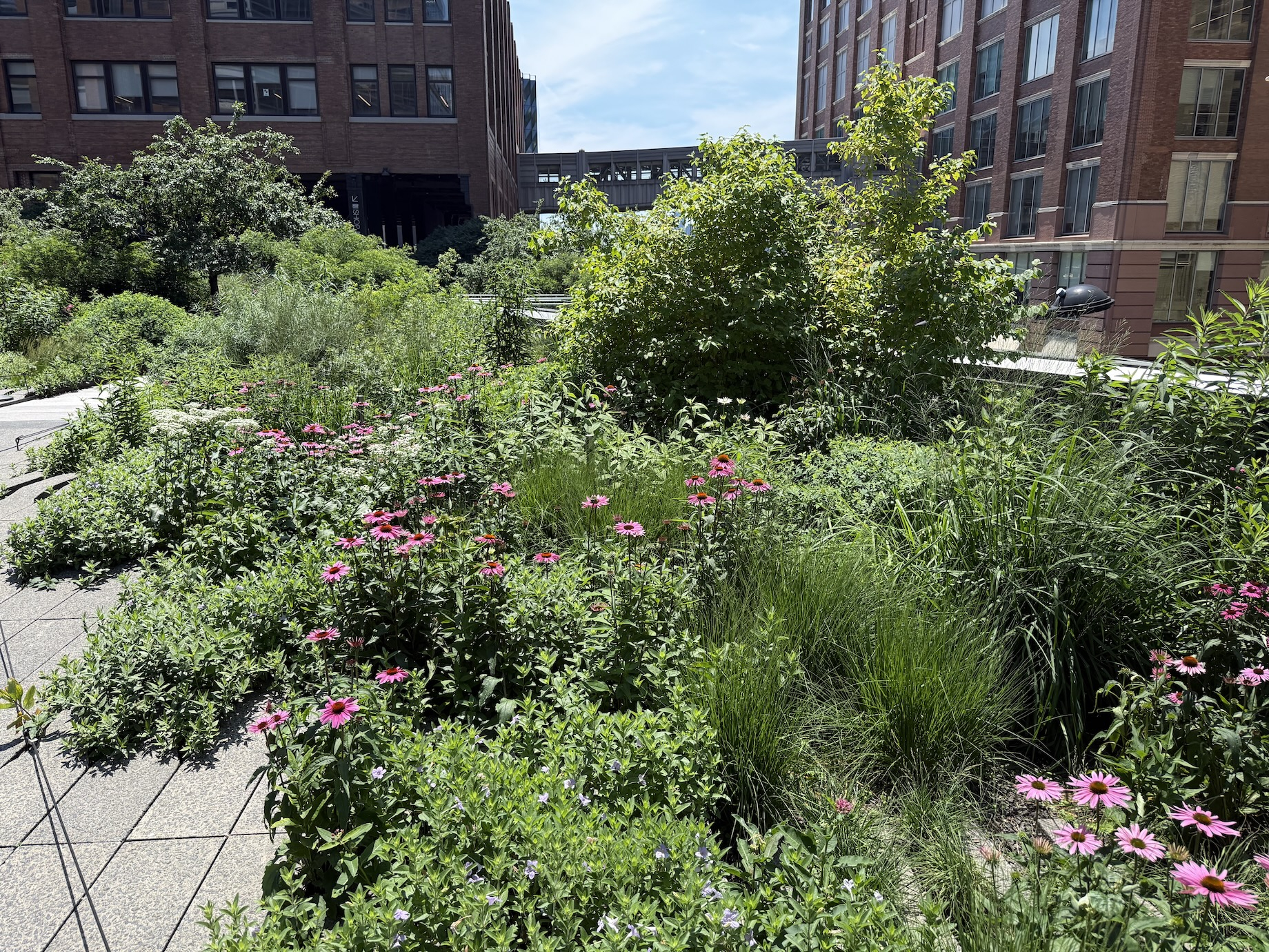 Shopping center visitors are growing more familiar with native plant landscaping, thanks in part to gardens and public spaces