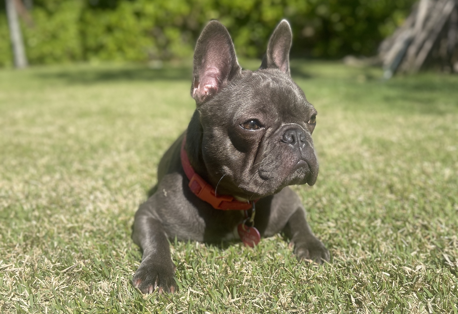 Bully Girl, Preus’ rescue French Bulldog, thrives at her new home.