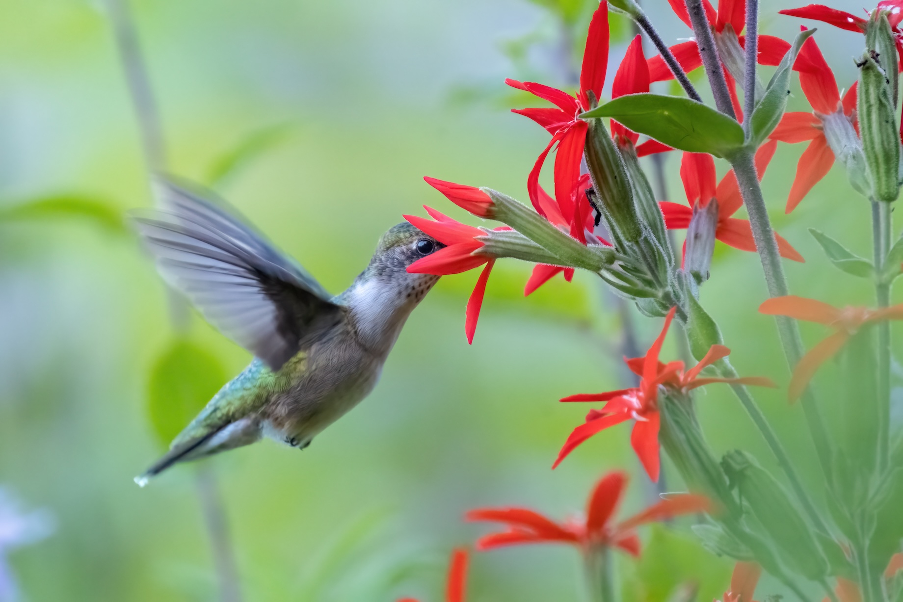 A ruby-throated hummingbird sips nectar from a native royal catchfly.
