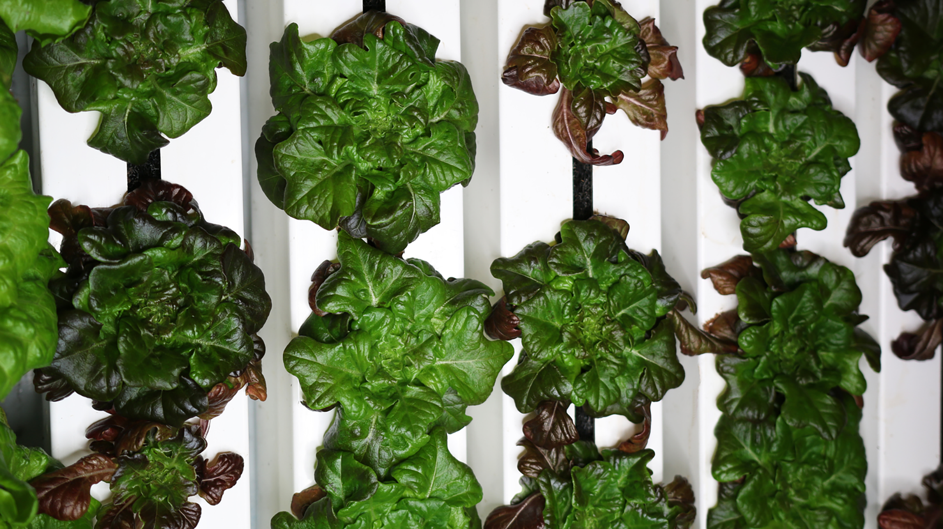Green shoots